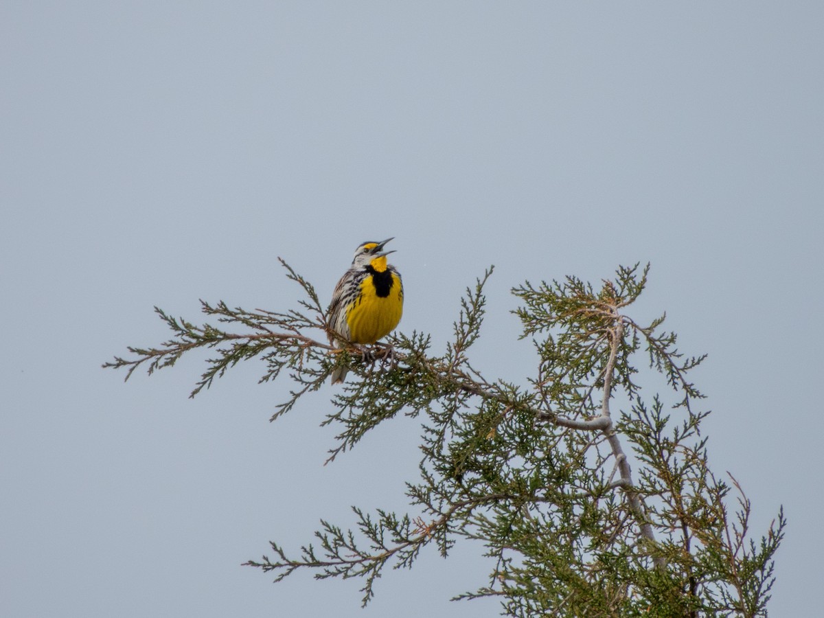 Eastern Meadowlark - ML635204498