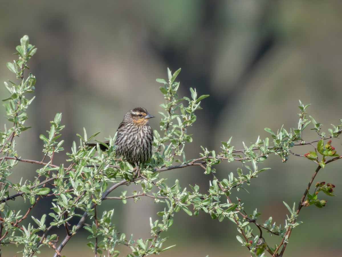 Red-winged Blackbird - ML635204512