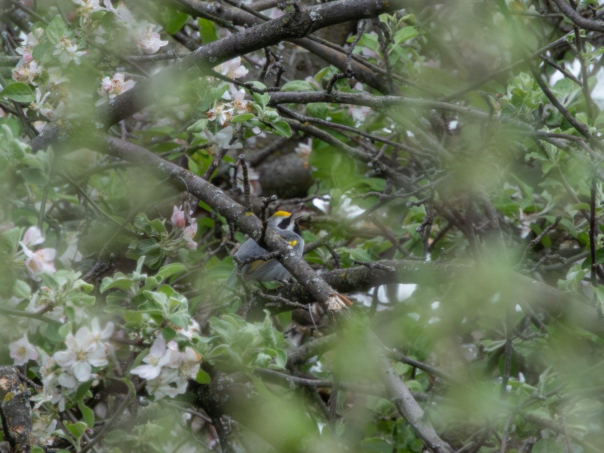 Golden-winged Warbler - ML635204519