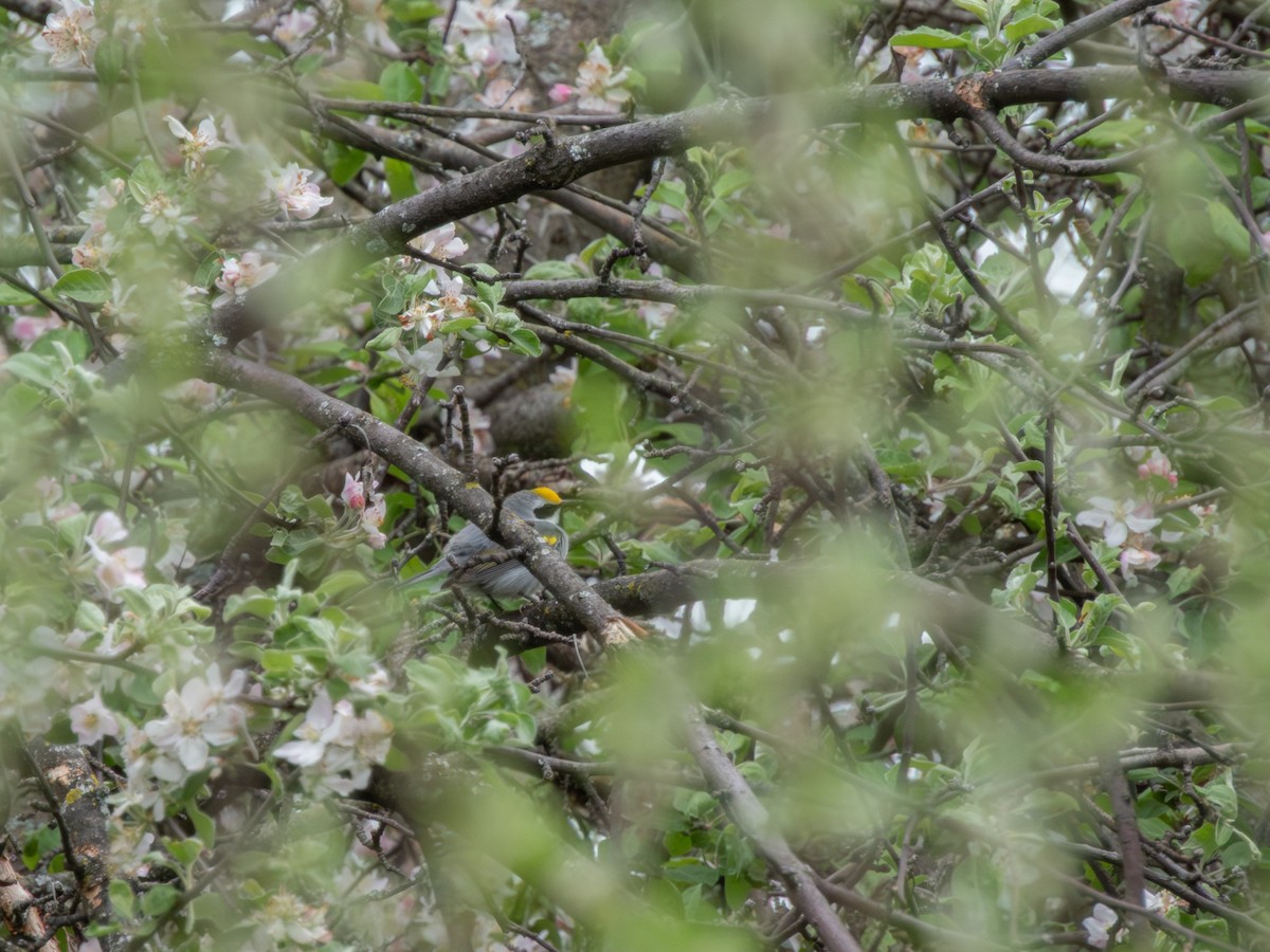 Golden-winged Warbler - ML635204520