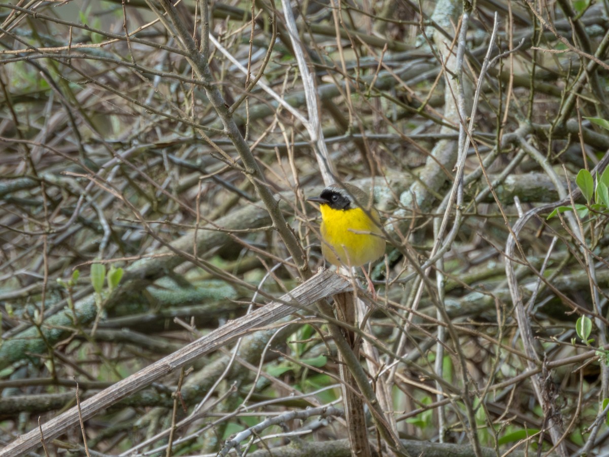 Common Yellowthroat - ML635204522