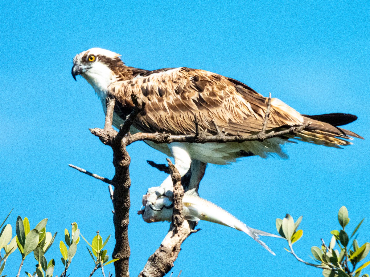 Osprey - ML635204539