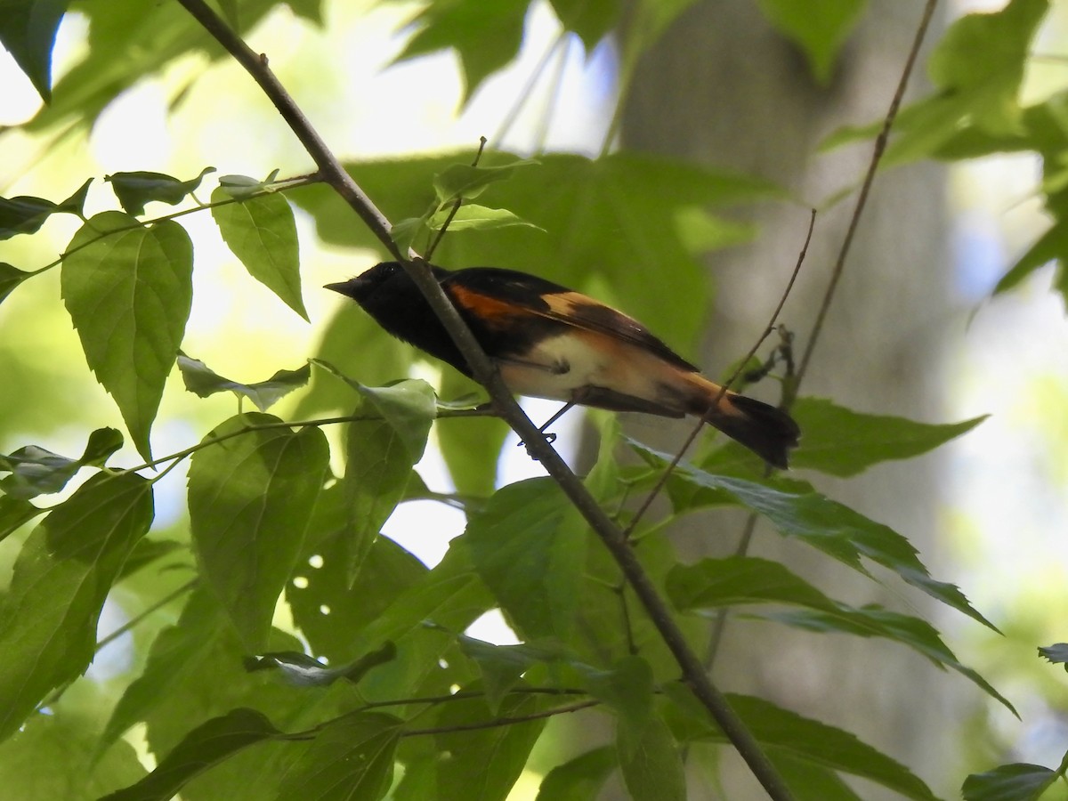 rødstjertparula - ML635204557
