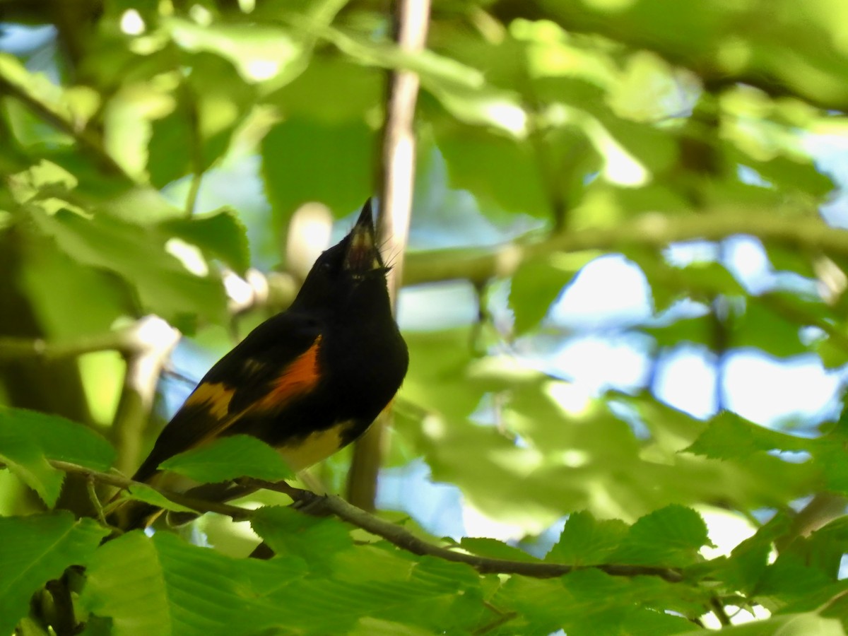 rødstjertparula - ML635204558