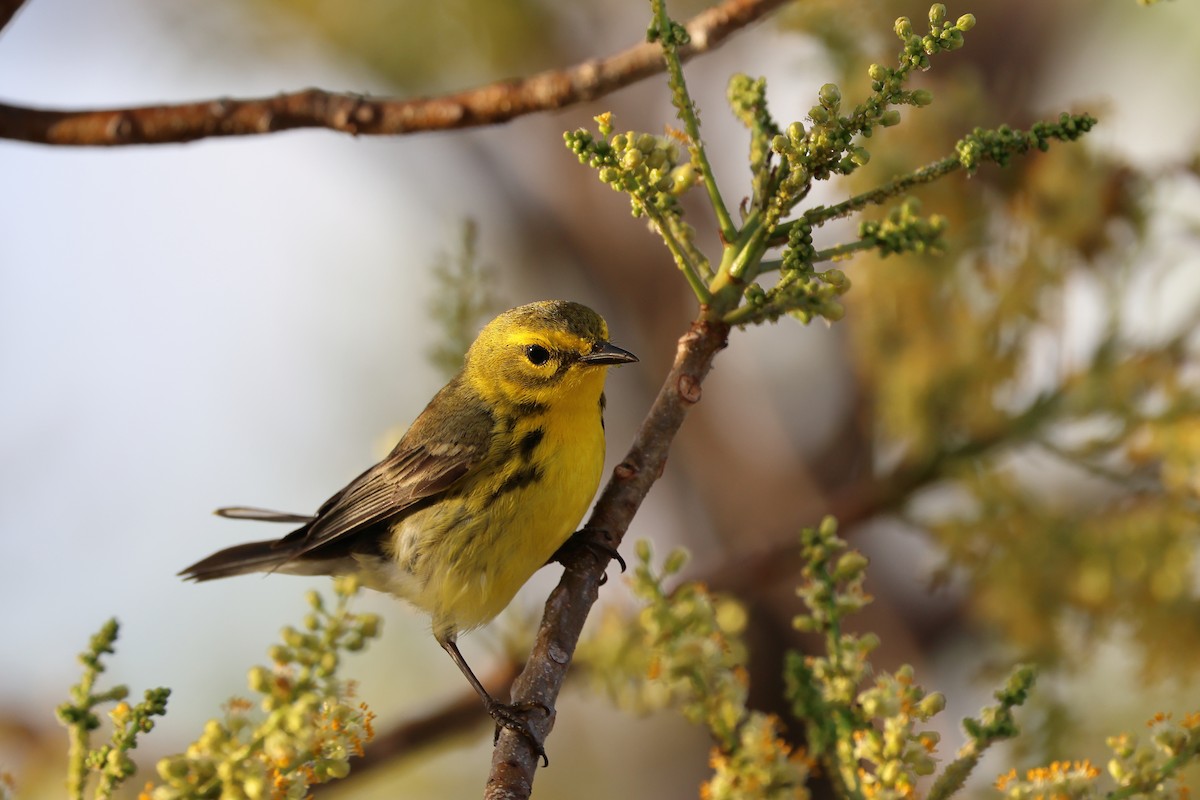 Prairie Warbler - ML635204559