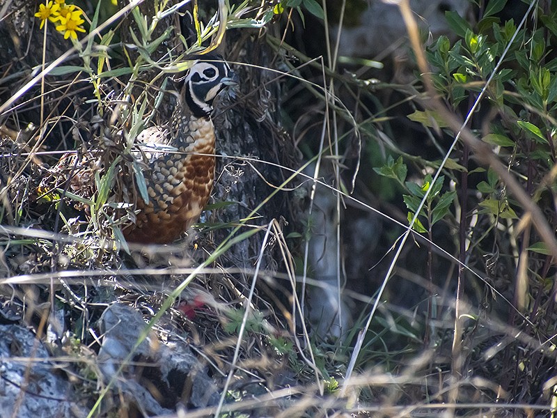 Ocellated Quail - ML635204668