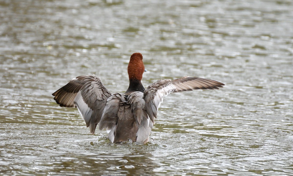 Redhead - ML635204745