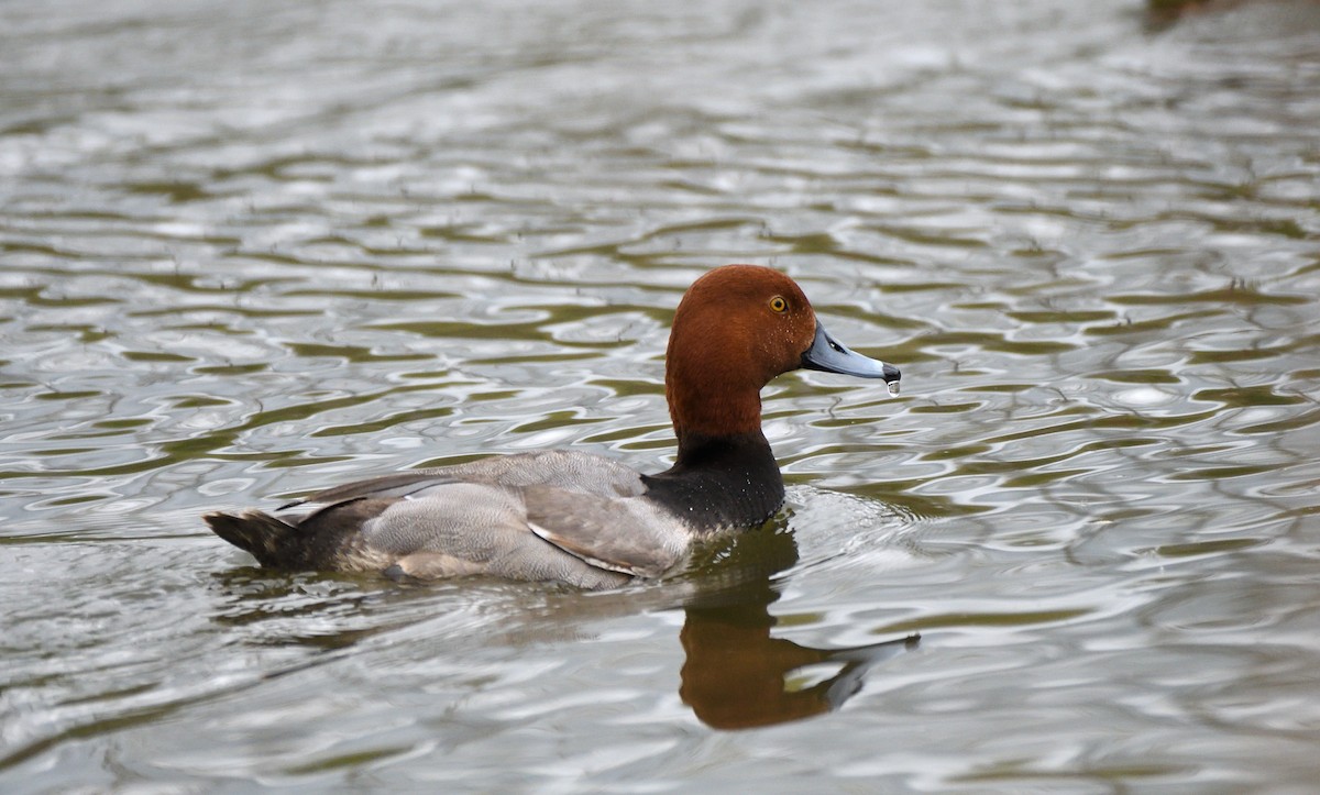 Redhead - ML635204746