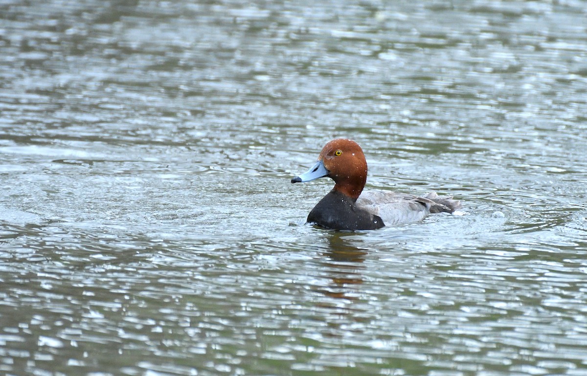 Redhead - ML635204747