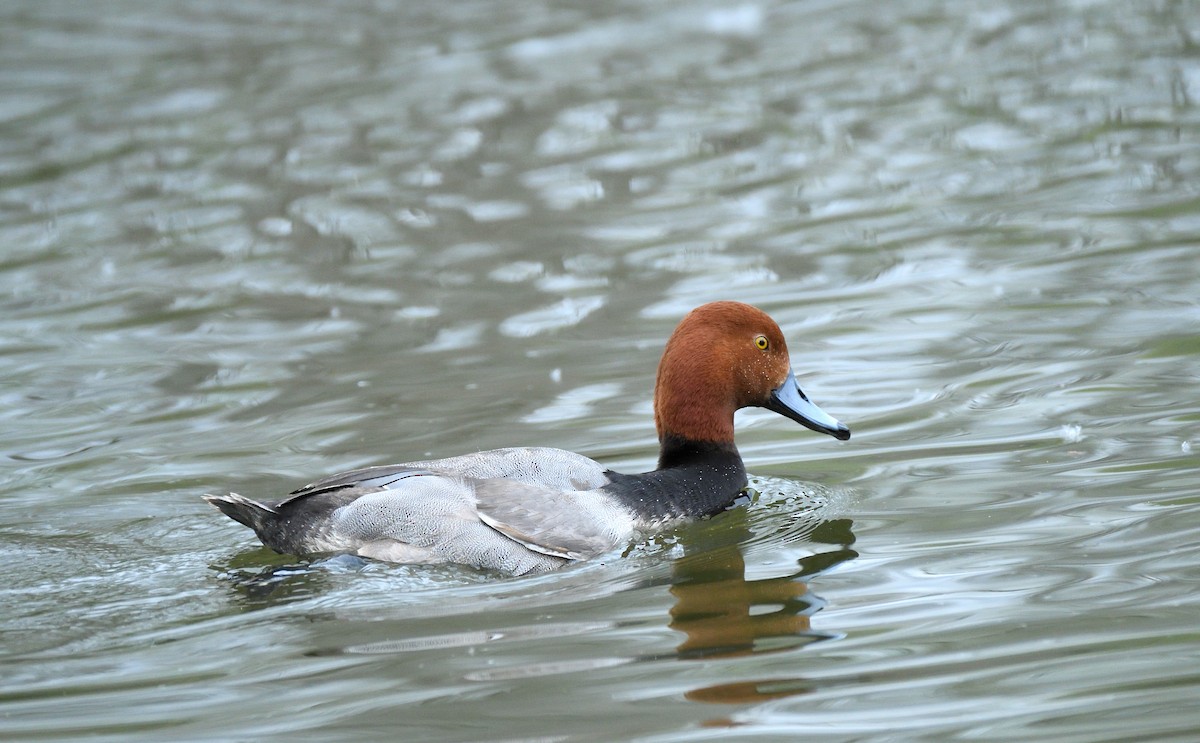 Redhead - ML635204752