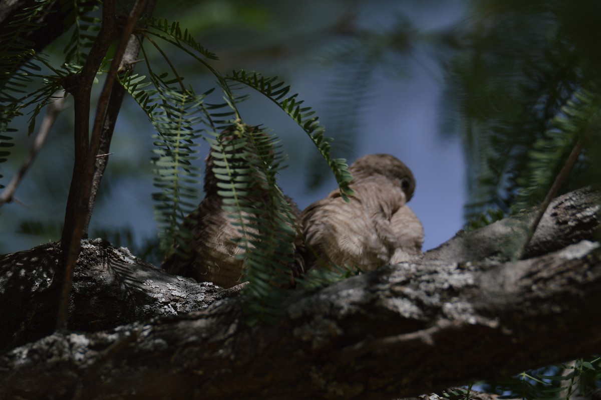 Inca Dove - ML635204757