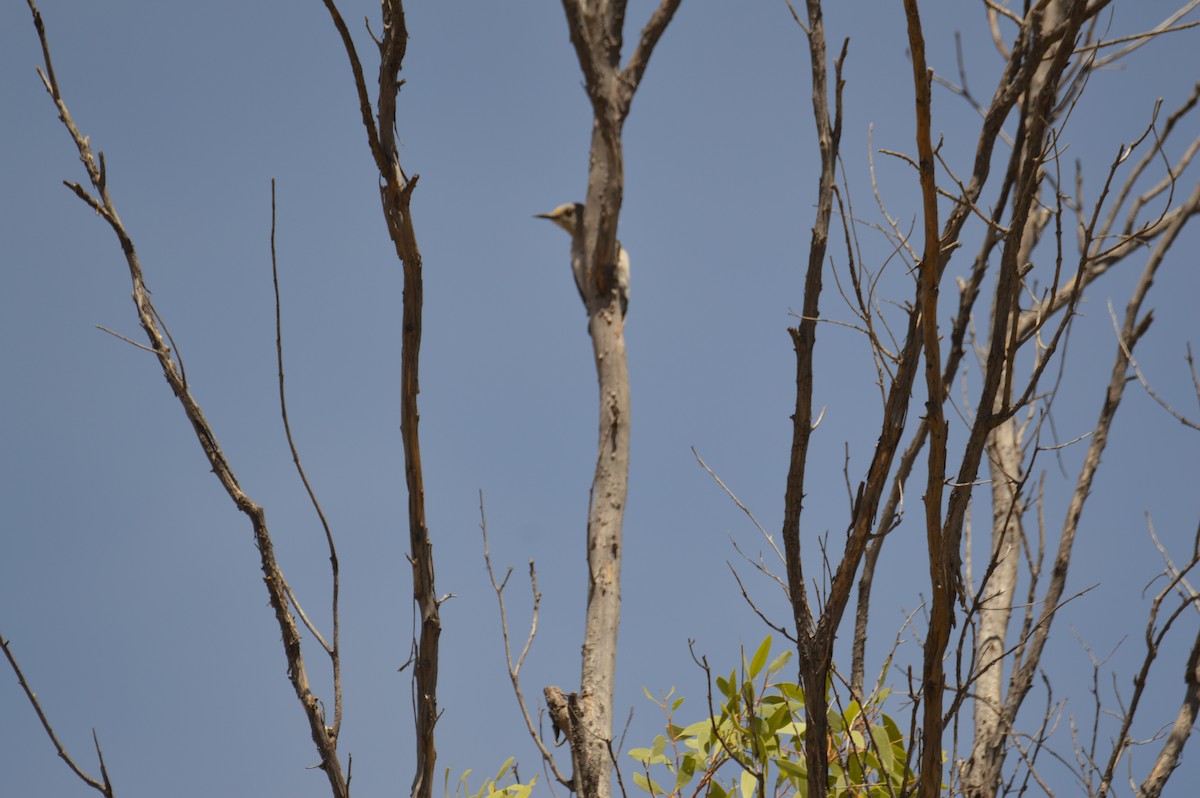 Golden-fronted Woodpecker - ML635204902