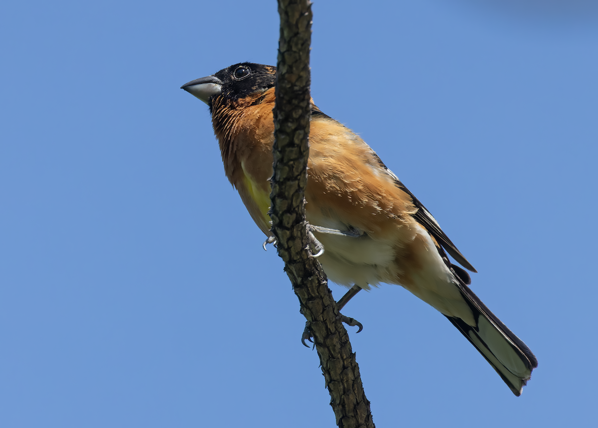 Black-headed Grosbeak - ML635204978