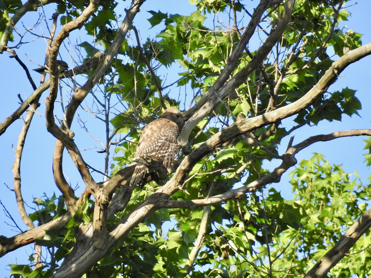 Red-shouldered Hawk - ML635204979