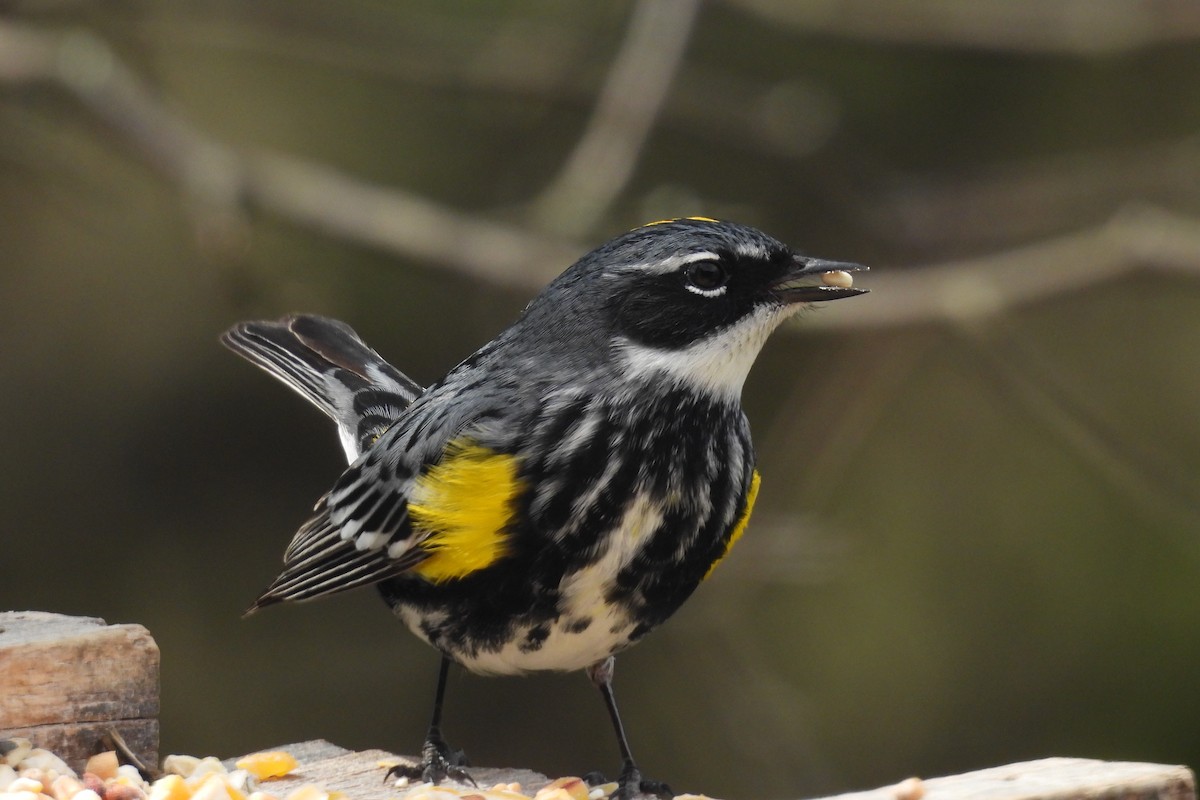 Yellow-rumped Warbler - ML635205004
