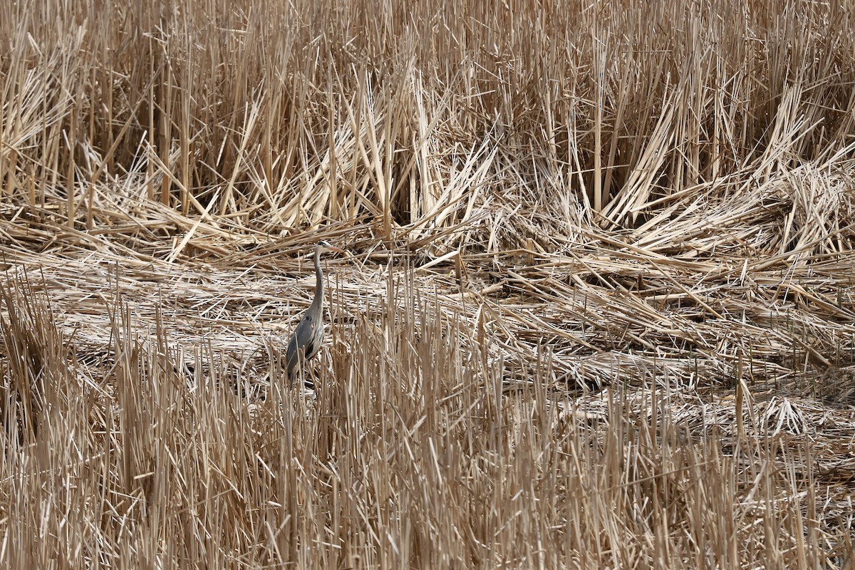 Great Blue Heron - ML635205006