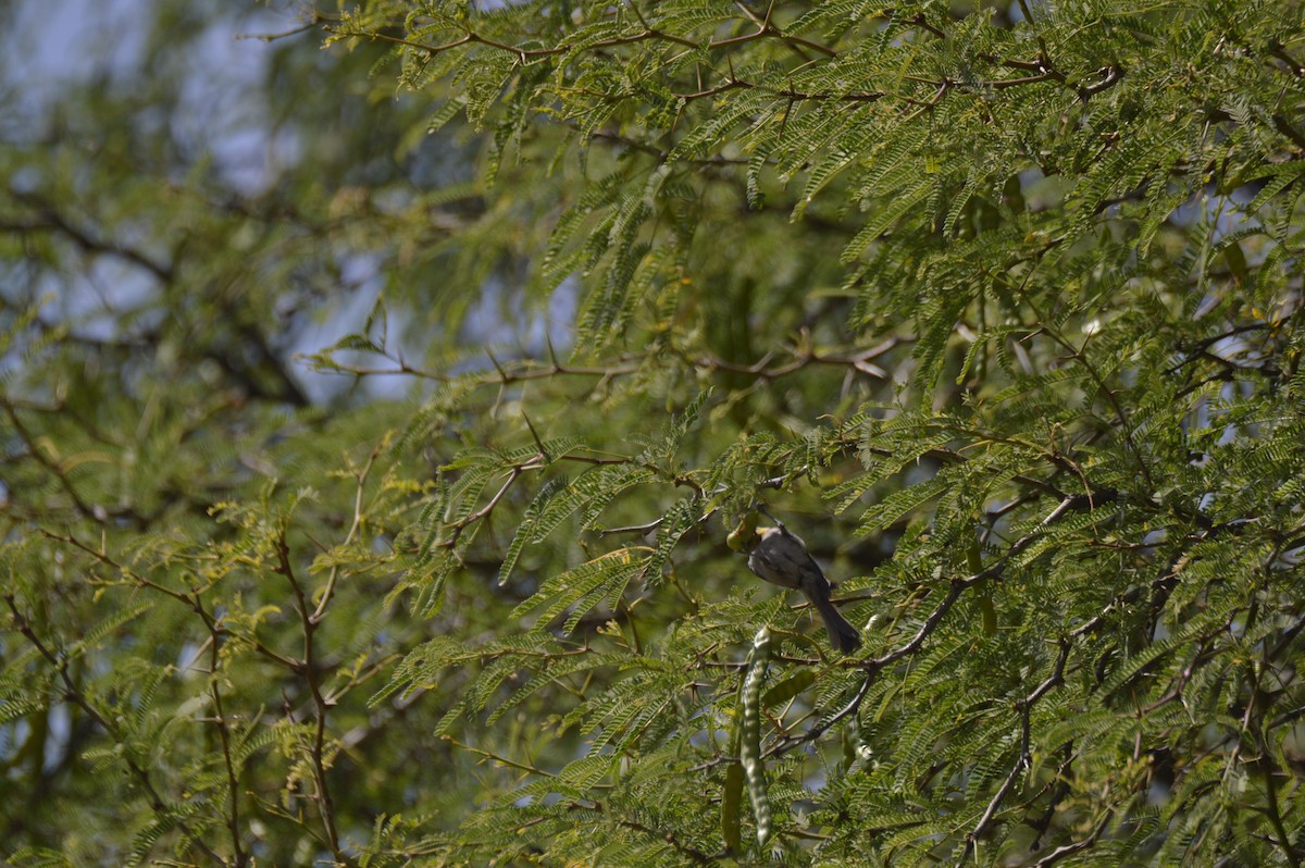 Verdin - ML635205024