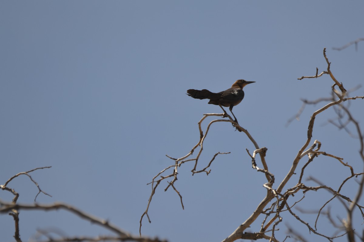 Great-tailed Grackle - ML635205045