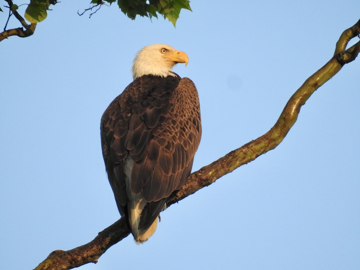 Bald Eagle - ML635205048