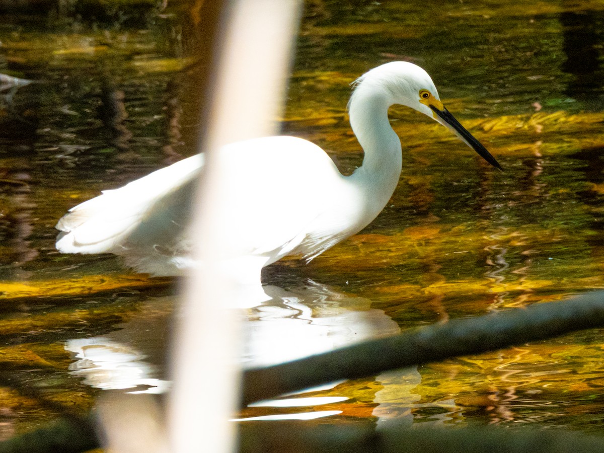 Snowy Egret - ML635205052