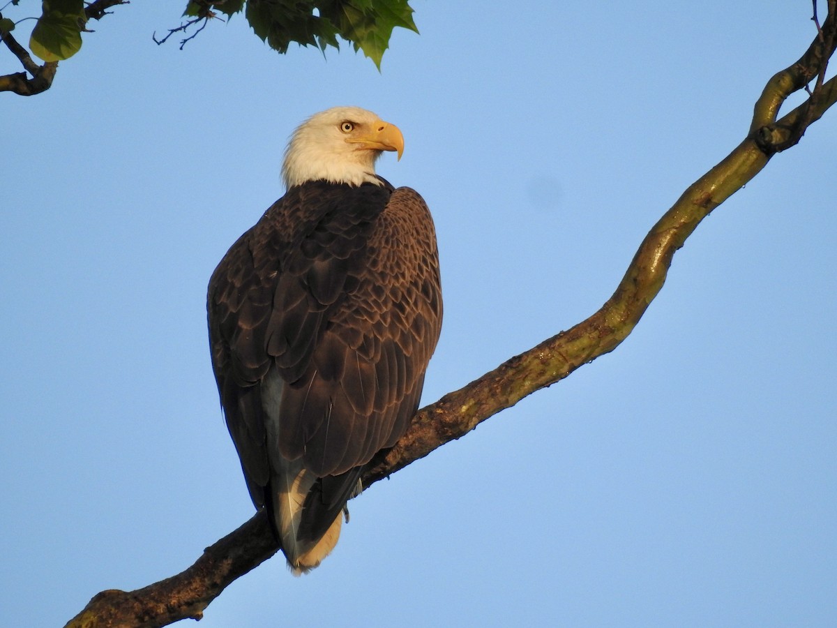 Bald Eagle - ML635205059
