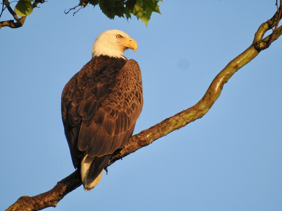 Bald Eagle - ML635205062