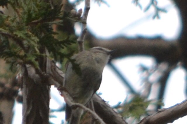 new world warbler sp. - ML635205222