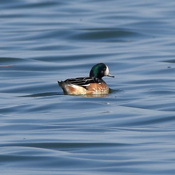 Chiloe Wigeon - ML635205229