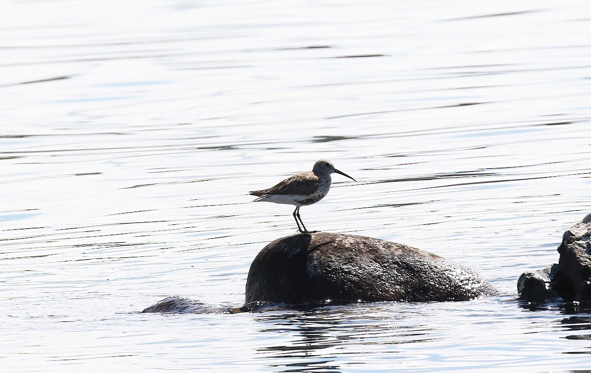 Bécasseau variable - ML635205259