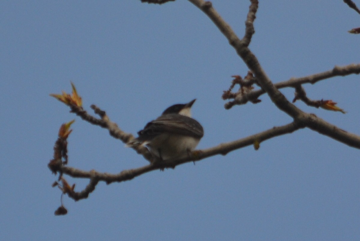 Eastern Kingbird - ML635205274