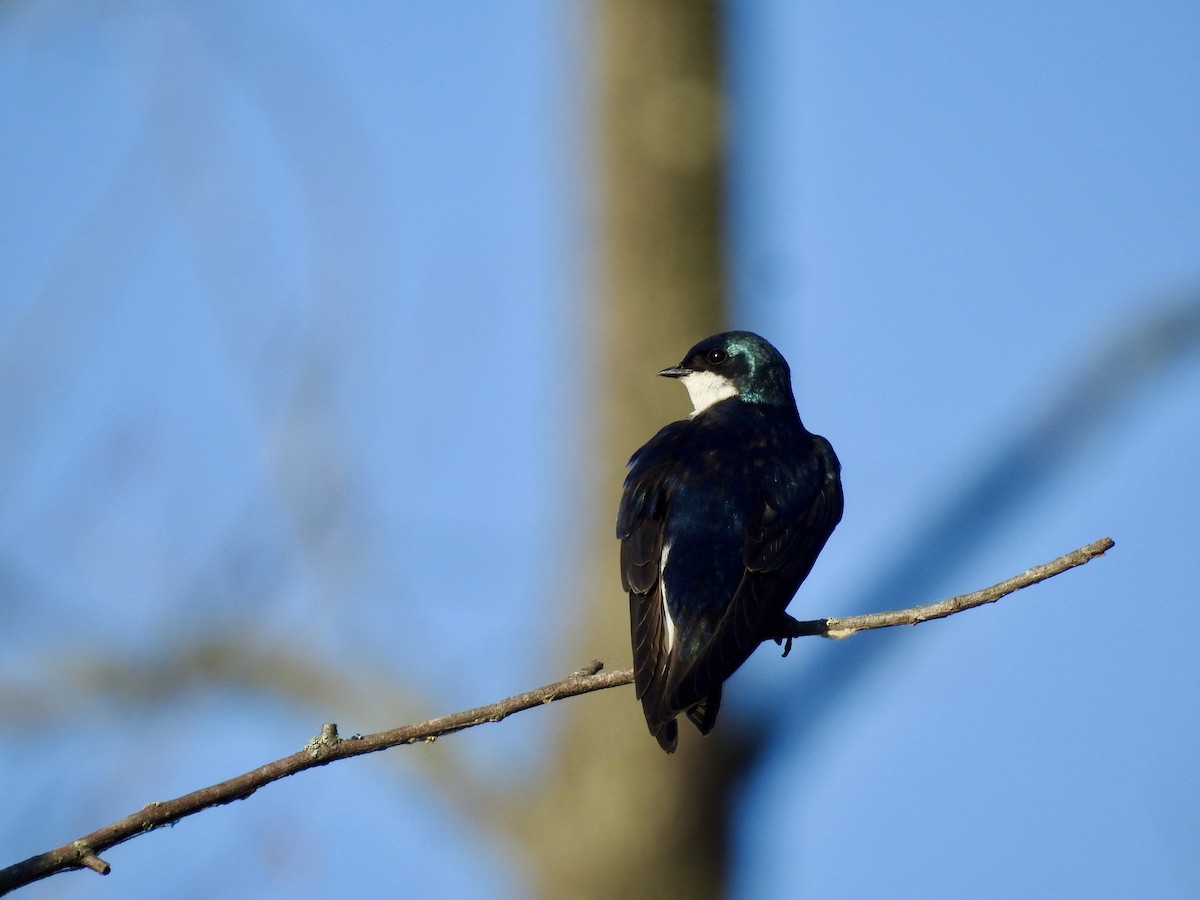 Tree Swallow - ML635205350
