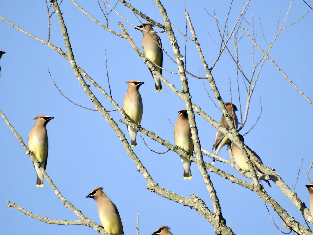 Cedar Waxwing - ML635205361