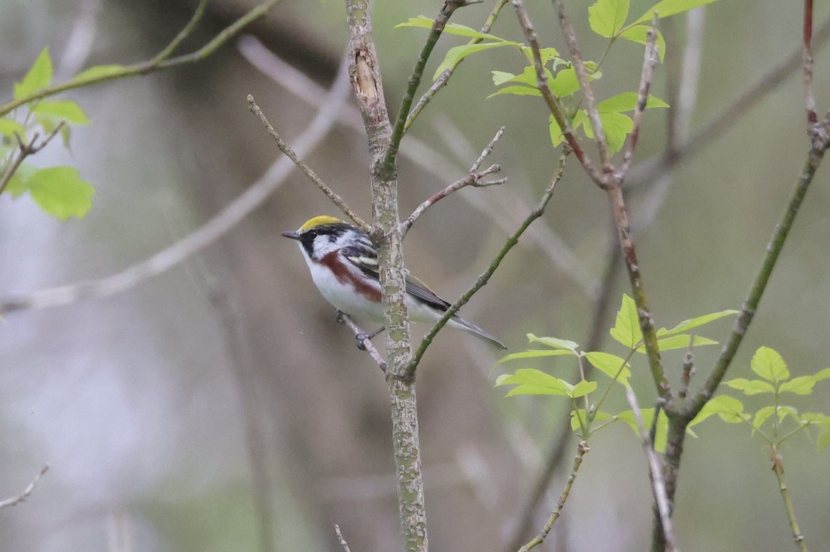 Chestnut-sided Warbler - ML635205370