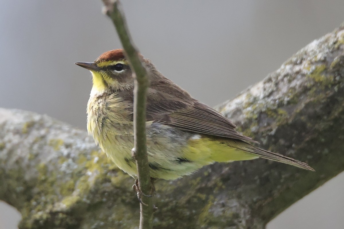 Palm Warbler - ML635205382
