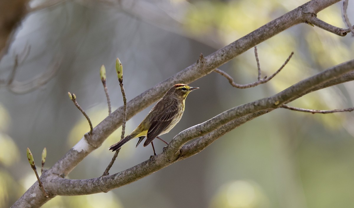 Palm Warbler - ML635205383