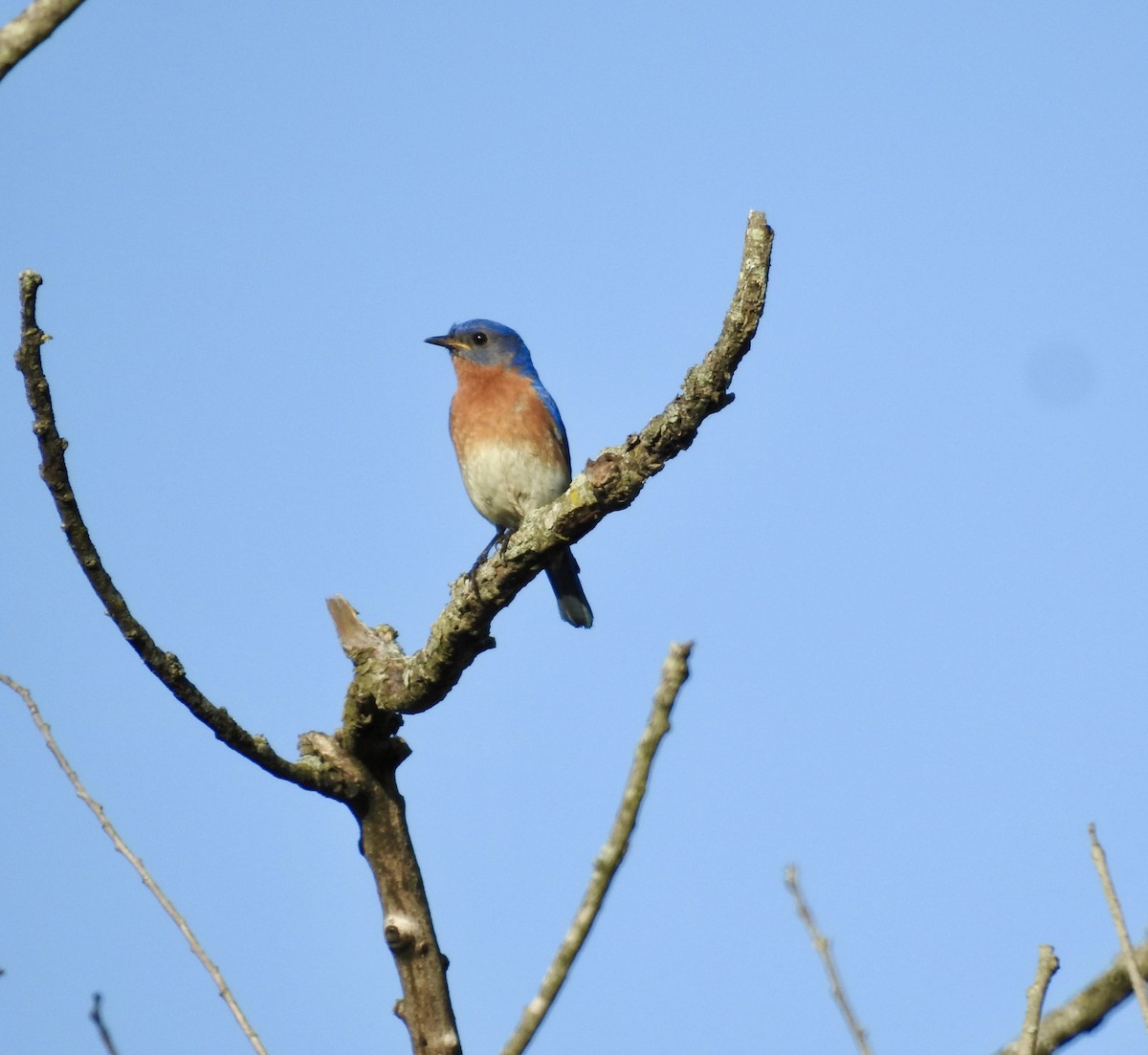Eastern Bluebird - ML635205385