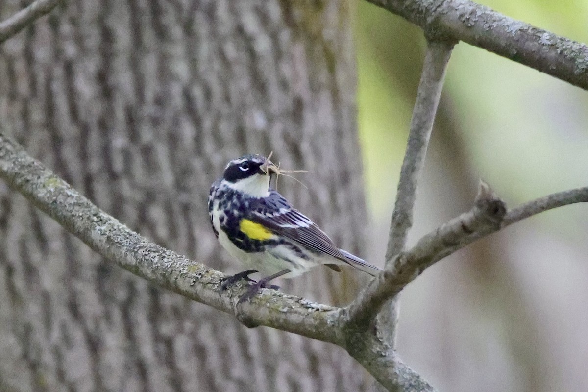 Yellow-rumped Warbler - ML635205398