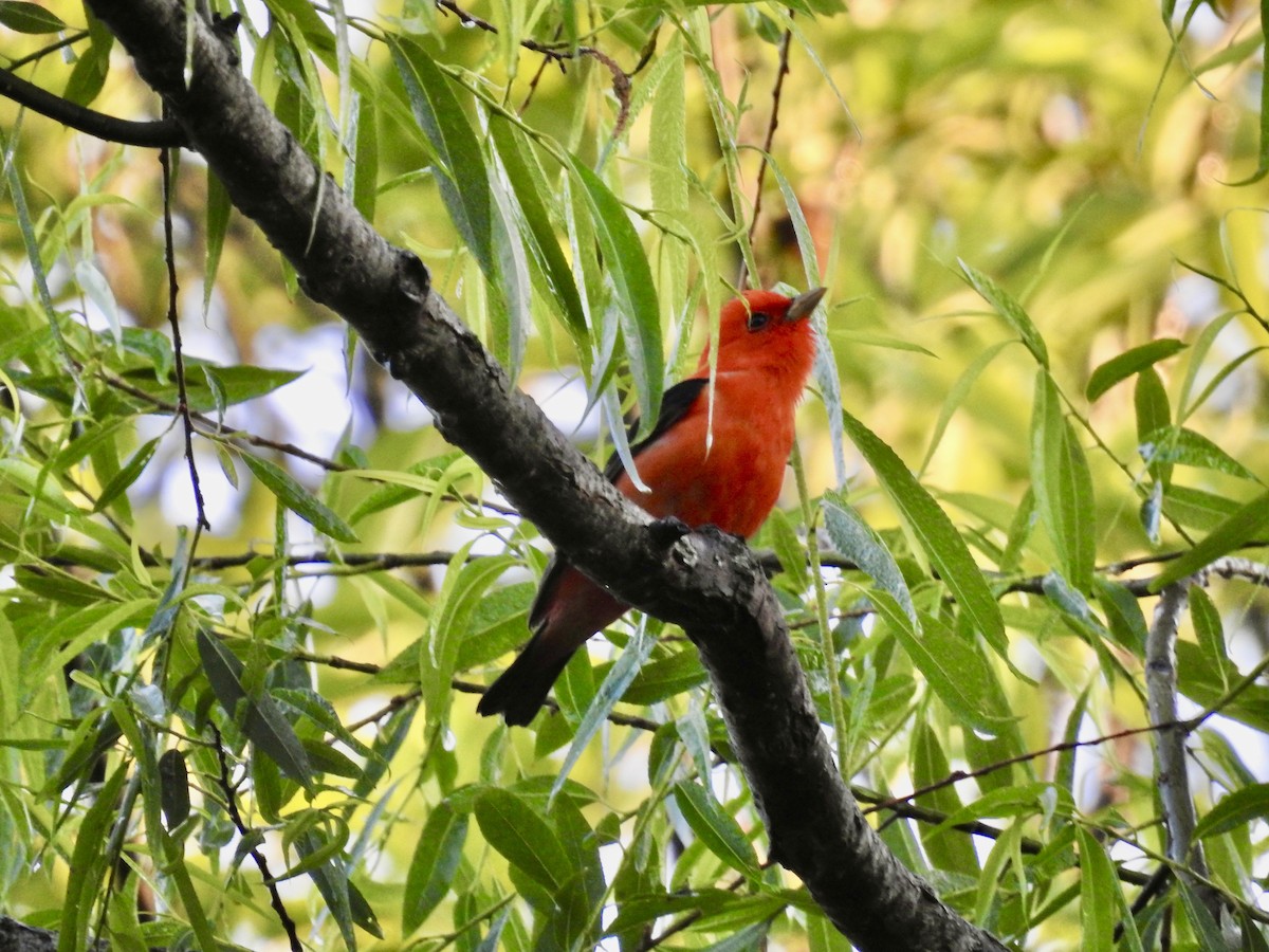 Scarlet Tanager - ML635205428