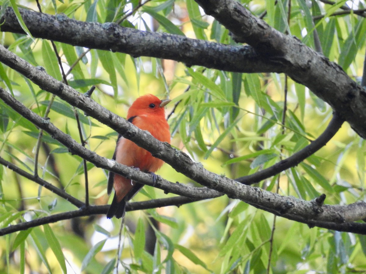Scarlet Tanager - ML635205461