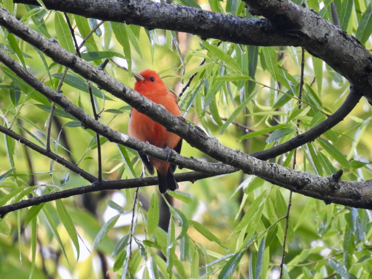 Scarlet Tanager - ML635205469