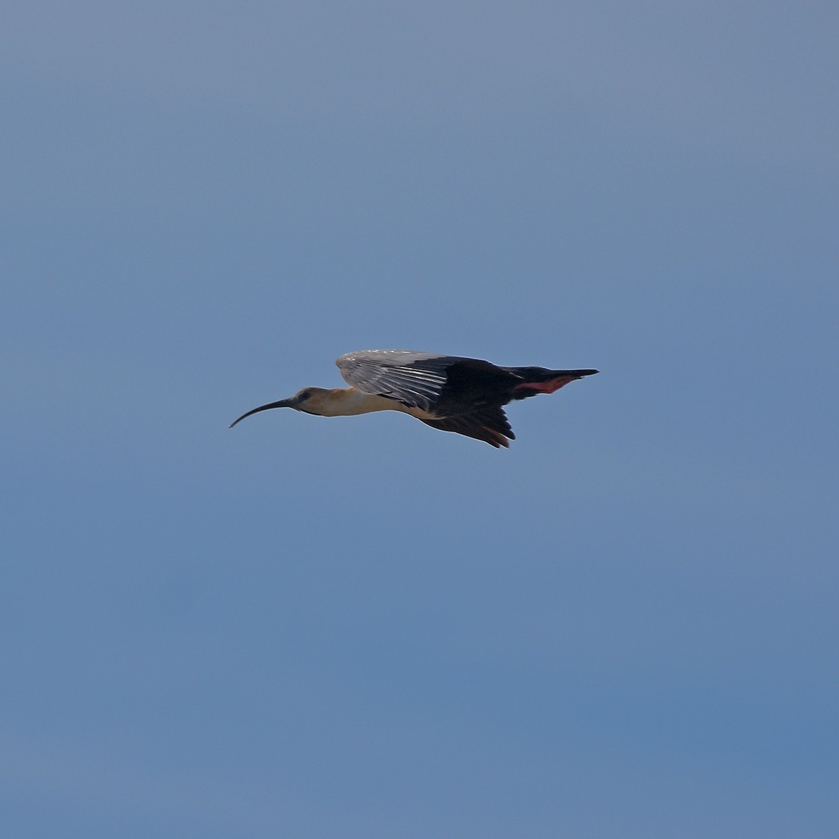 Black-faced Ibis - ML635205472