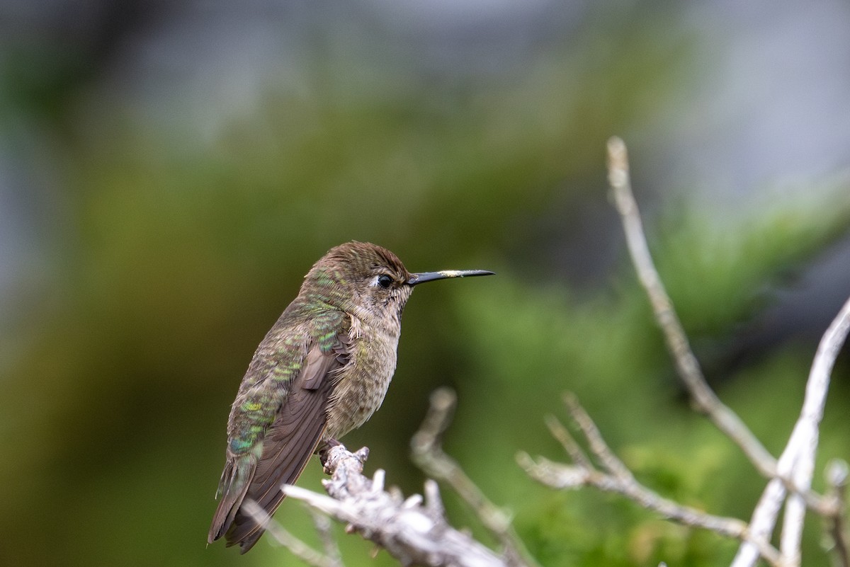 Anna's Hummingbird - ML635205473