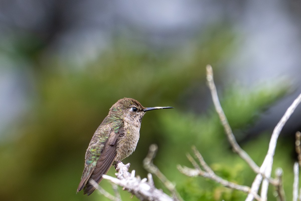Anna's Hummingbird - ML635205474