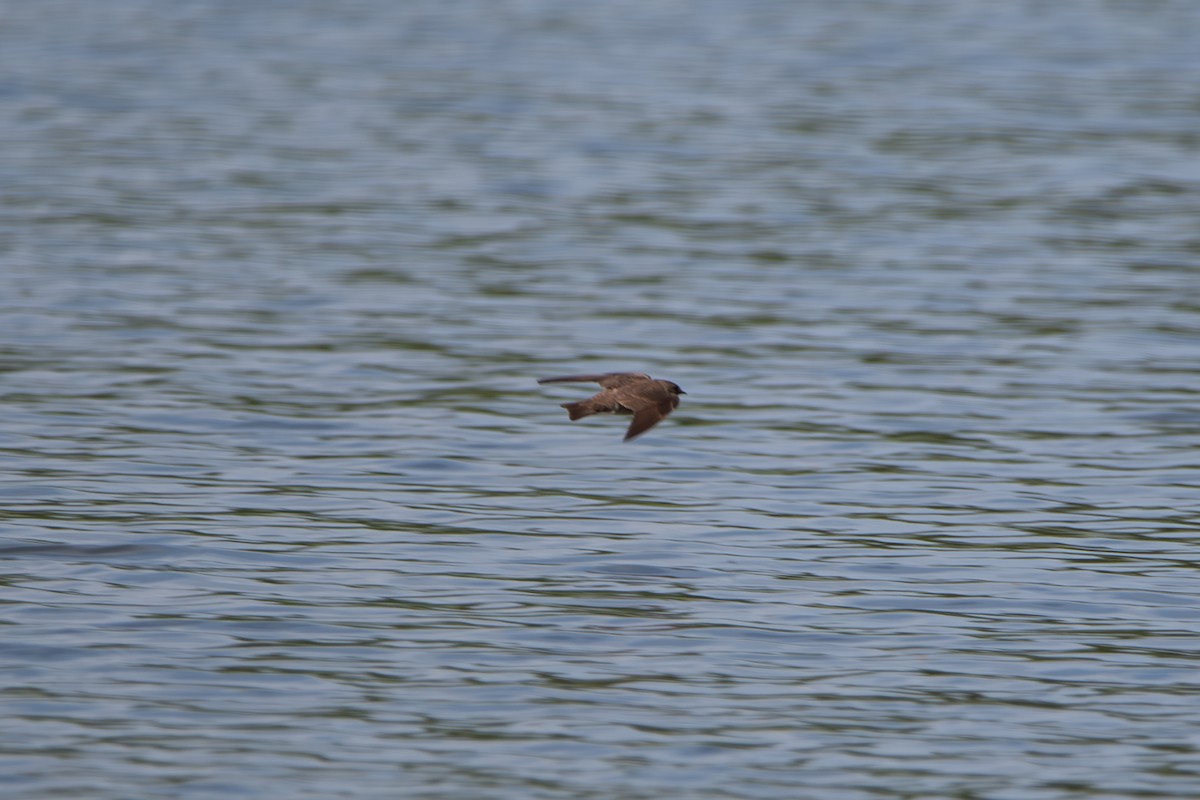 Chimney Swift - ML635205498