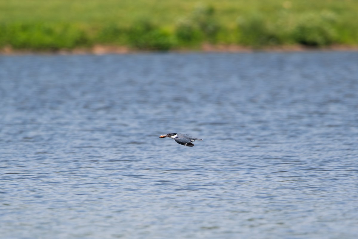 Belted Kingfisher - ML635205511