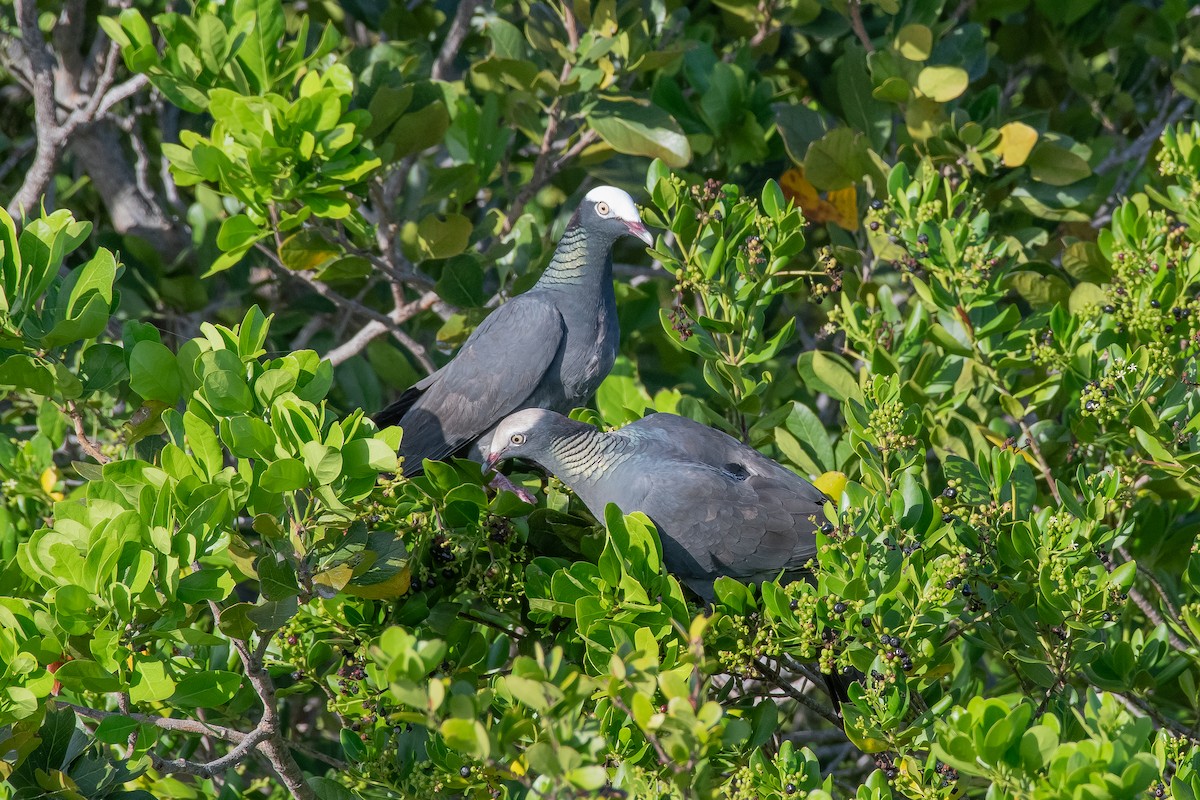 White-crowned Pigeon - ML635205514