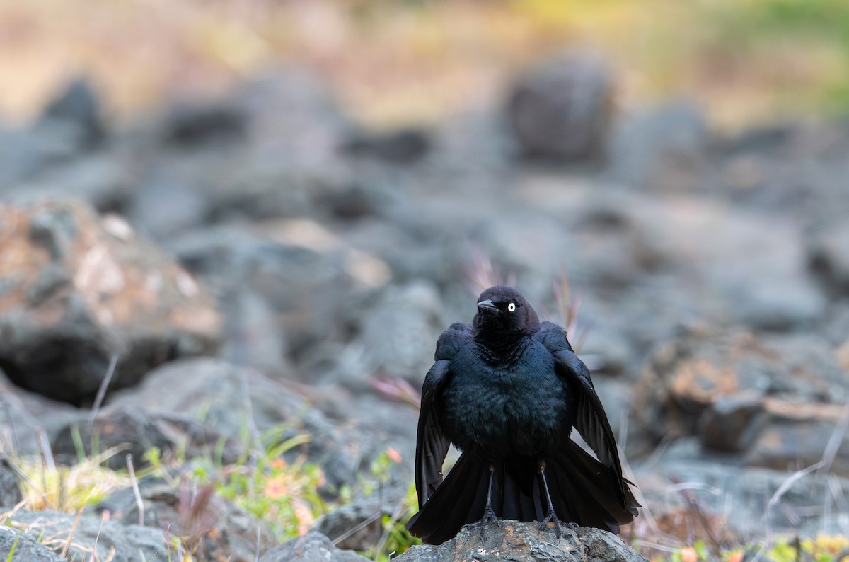 Brewer's Blackbird - ML635205566