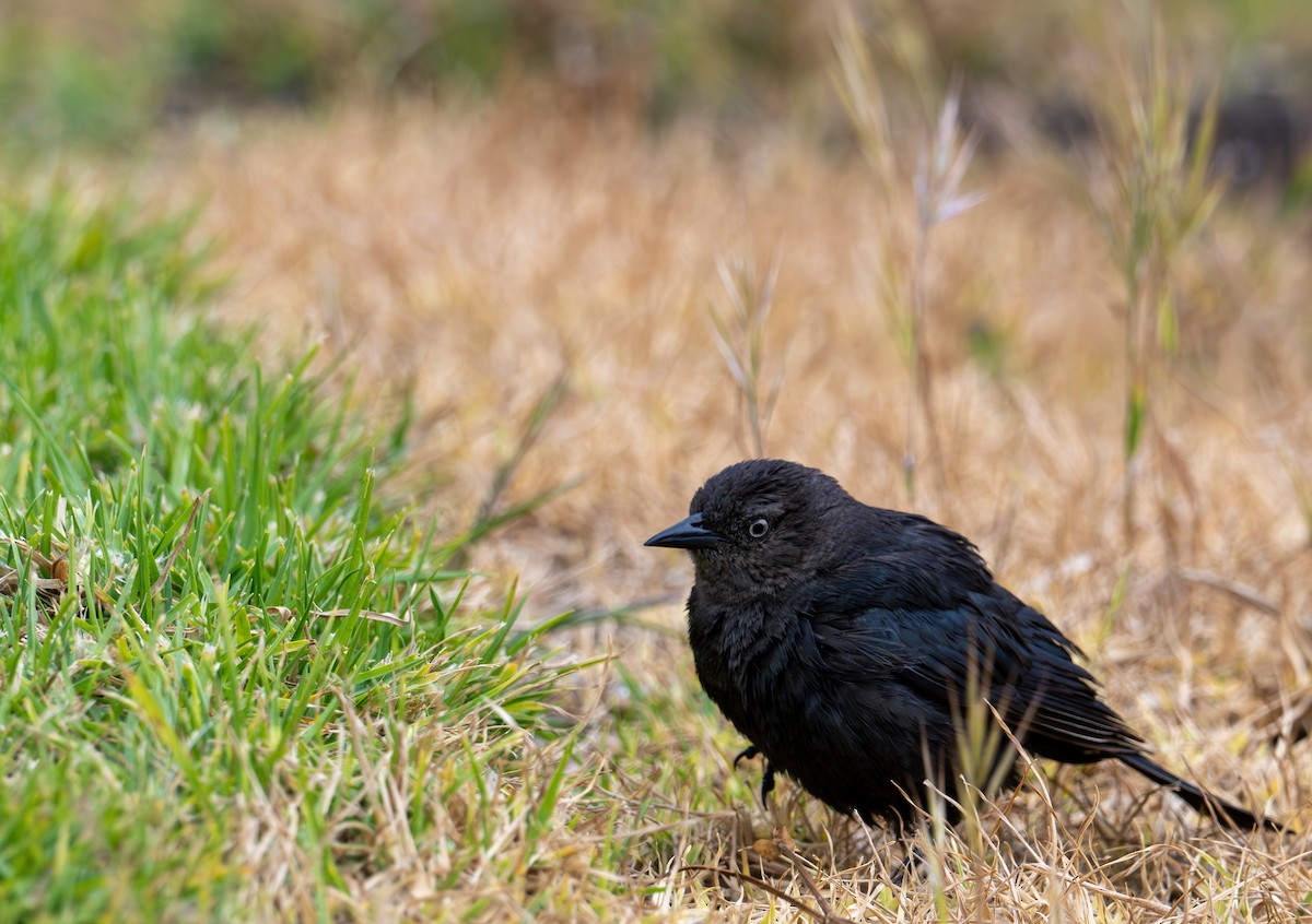 Brewer's Blackbird - ML635205567