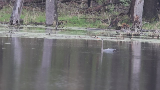 Great Blue Heron - ML635205602