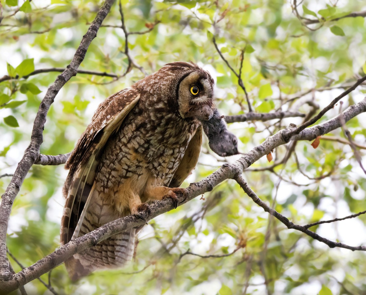 Long-eared Owl - ML63520561